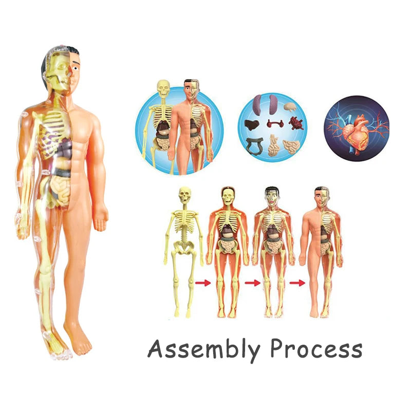 3D Human Body Torso Model for Educational Purposes - DIY Assembly Learning Toy for Children, Ideal for Teaching Human Anatomy and Organ Functions