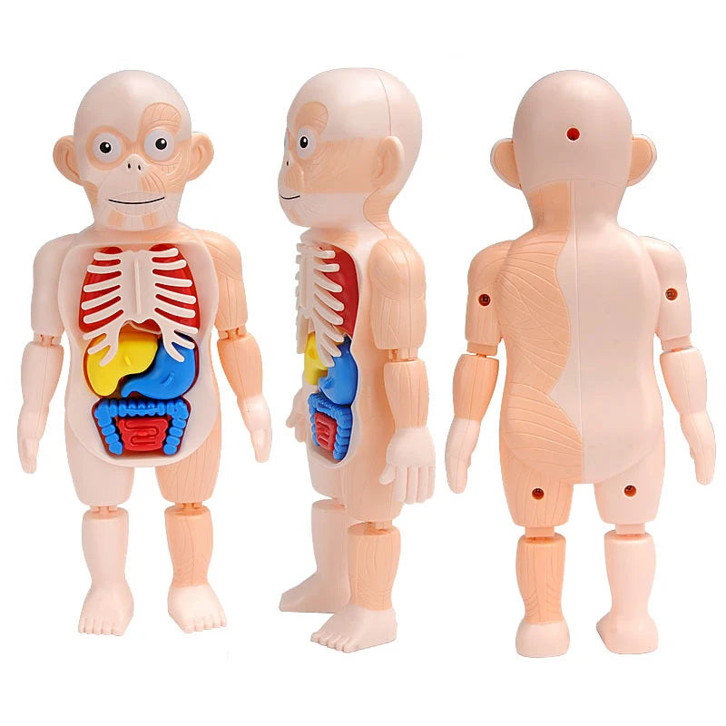 3D Human Body Torso Model for Educational Purposes - DIY Assembly Learning Toy for Children, Ideal for Teaching Human Anatomy and Organ Functions