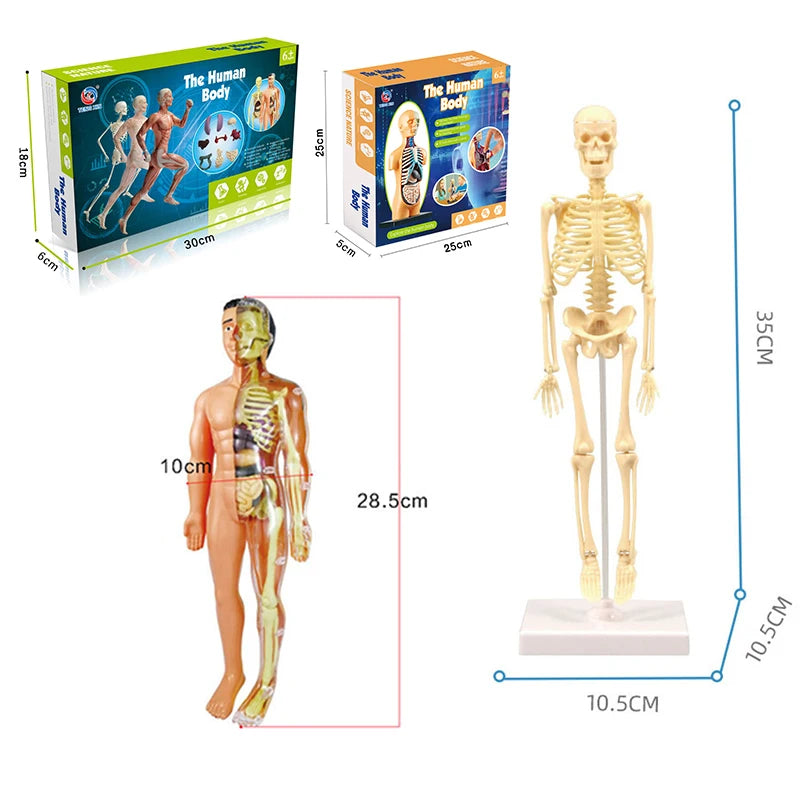 3D Human Body Torso Model for Educational Purposes - DIY Assembly Learning Toy for Children, Ideal for Teaching Human Anatomy and Organ Functions