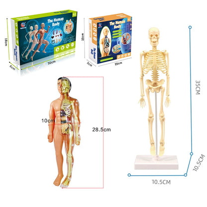 3D Human Body Torso Model for Educational Purposes - DIY Assembly Learning Toy for Children, Ideal for Teaching Human Anatomy and Organ Functions