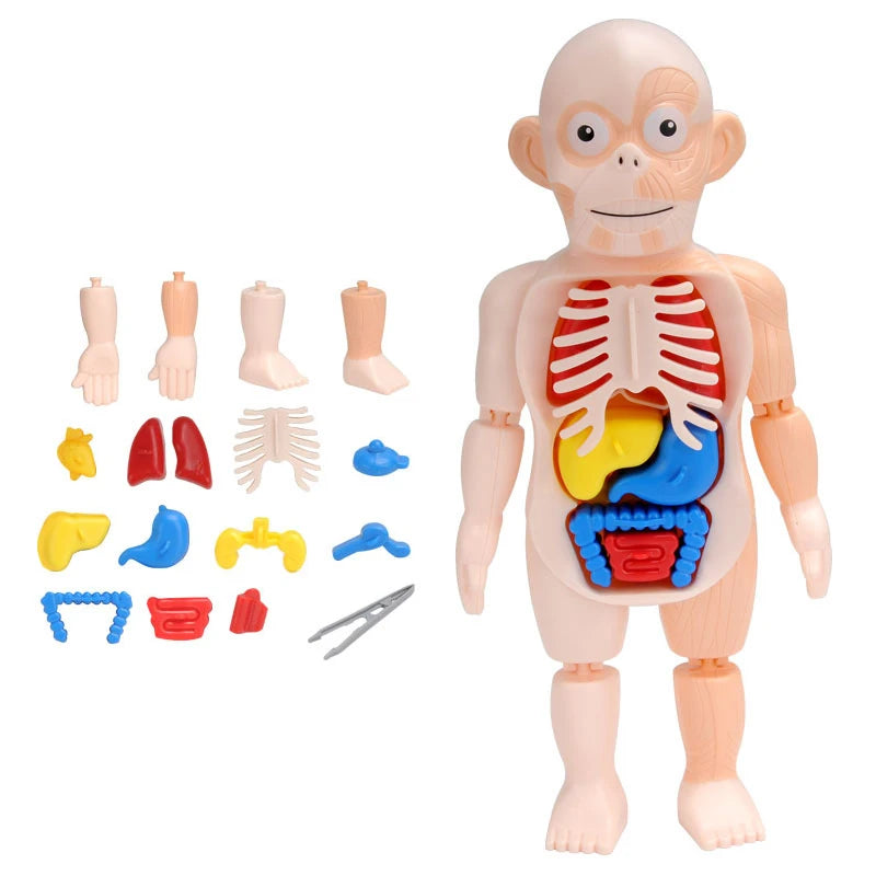 3D Human Body Torso Model for Educational Purposes - DIY Assembly Learning Toy for Children, Ideal for Teaching Human Anatomy and Organ Functions