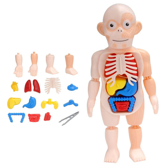 3D Human Body Torso Model for Educational Purposes - DIY Assembly Learning Toy for Children, Ideal for Teaching Human Anatomy and Organ Functions