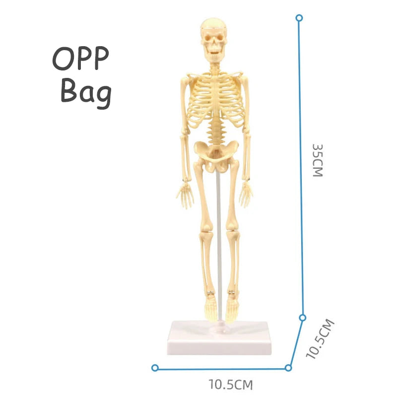 3D Human Body Torso Model for Educational Purposes - DIY Assembly Learning Toy for Children, Ideal for Teaching Human Anatomy and Organ Functions