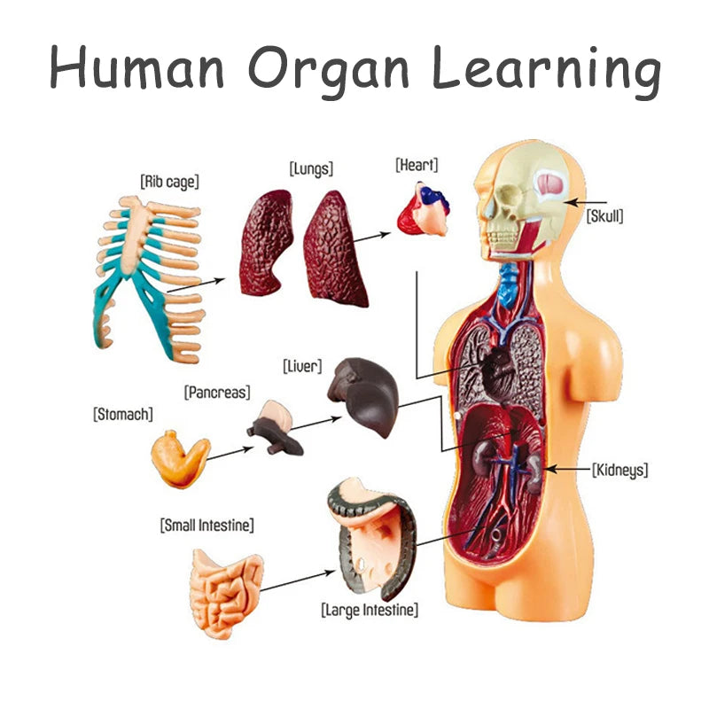 3D Human Body Torso Model for Educational Purposes - DIY Assembly Learning Toy for Children, Ideal for Teaching Human Anatomy and Organ Functions