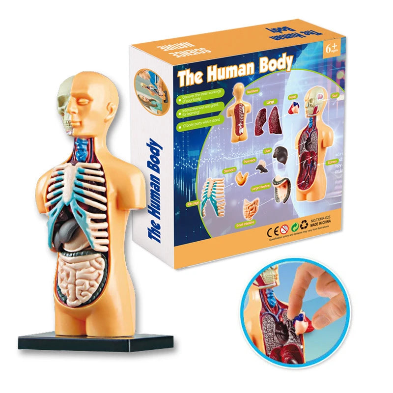 3D Human Body Torso Model for Educational Purposes - DIY Assembly Learning Toy for Children, Ideal for Teaching Human Anatomy and Organ Functions