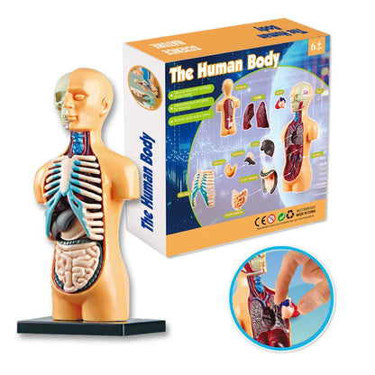 3D Human Body Torso Model for Educational Purposes - DIY Assembly Learning Toy for Children, Ideal for Teaching Human Anatomy and Organ Functions