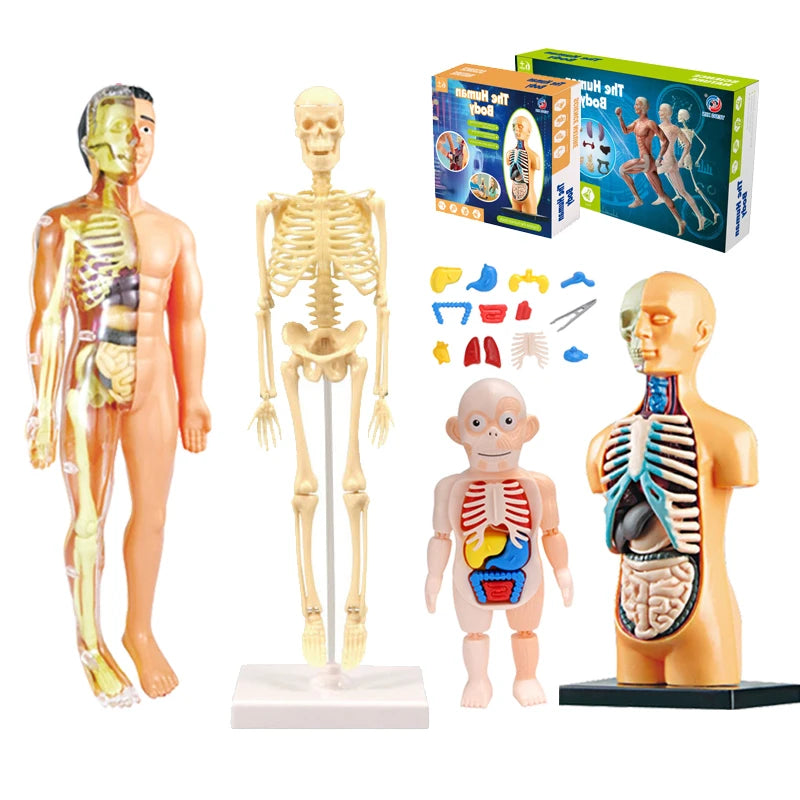 3D Human Body Torso Model for Educational Purposes - DIY Assembly Learning Toy for Children, Ideal for Teaching Human Anatomy and Organ Functions