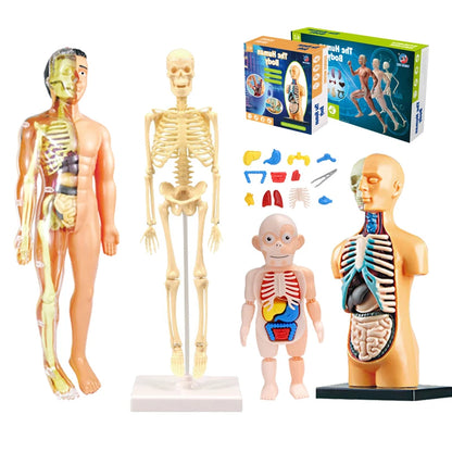 3D Human Body Torso Model for Educational Purposes - DIY Assembly Learning Toy for Children, Ideal for Teaching Human Anatomy and Organ Functions