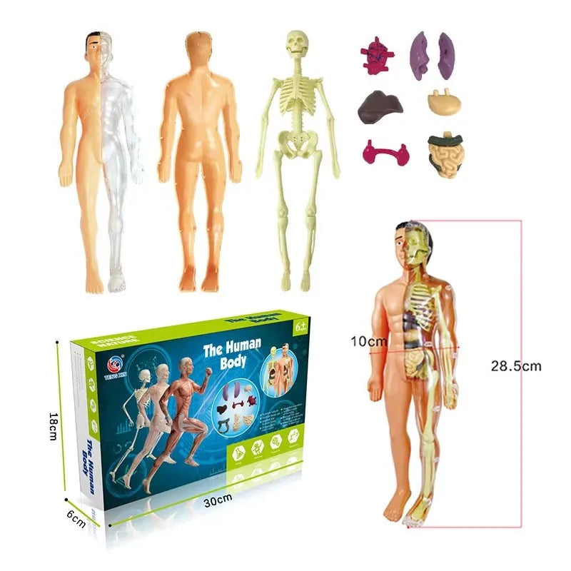 3D Human Body Torso Model for Educational Purposes - DIY Assembly Learning Toy for Children, Ideal for Teaching Human Anatomy and Organ Functions